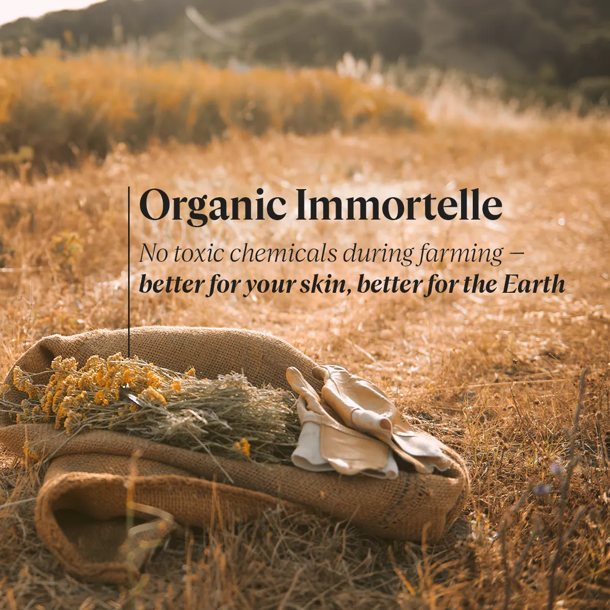 Immortelle Divine Youth Oil